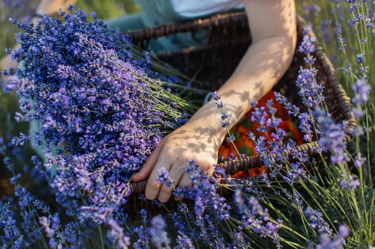 Person harvesting lavender by hand in a field representing European organic ingredient origin and traceability